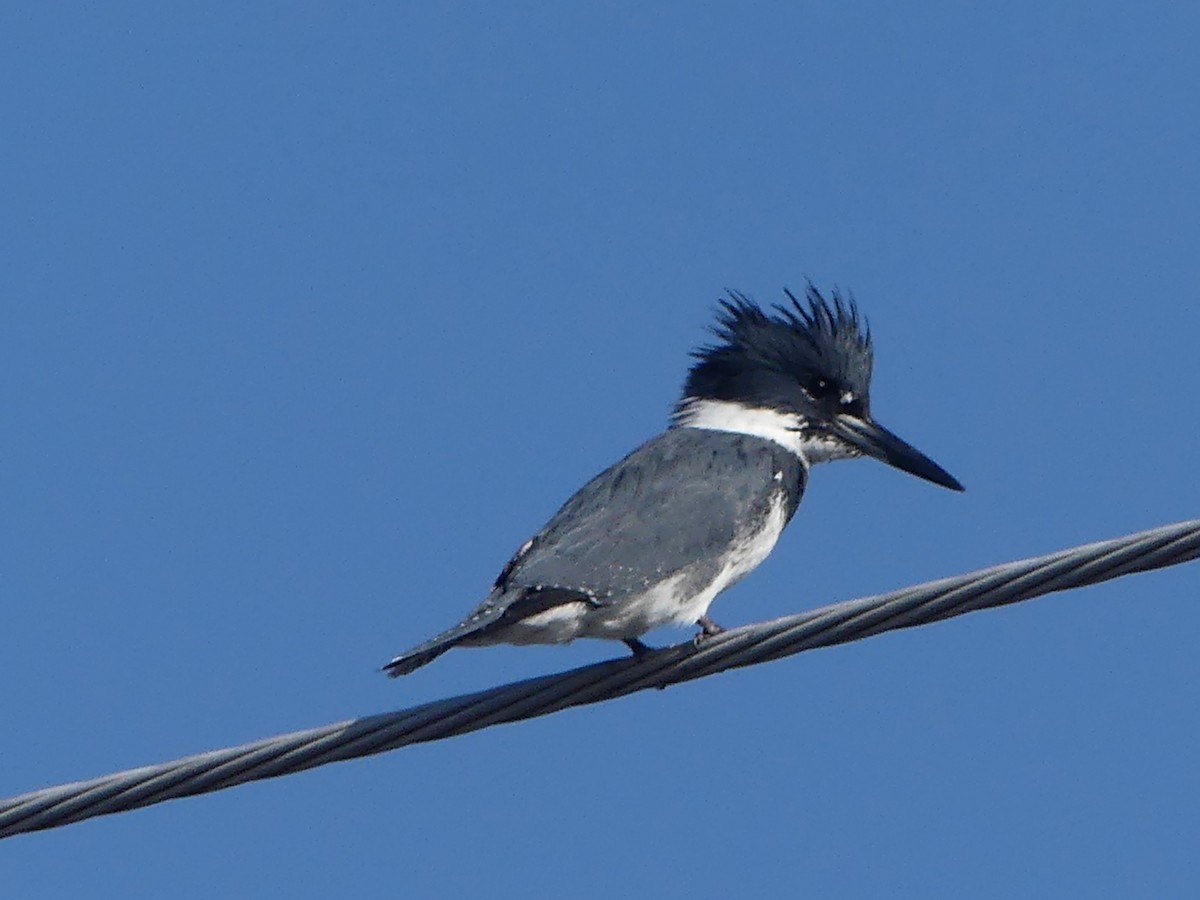 שלדג אמריקני - ML646264428
