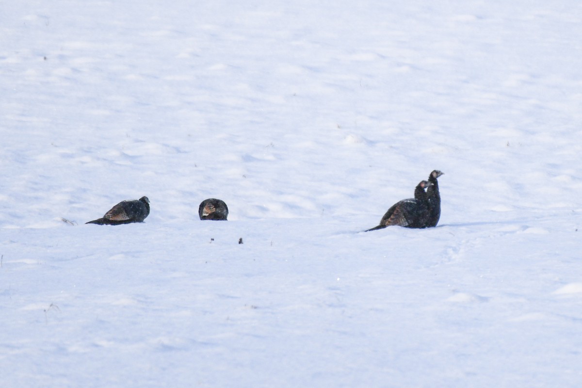 Wild Turkey - ML646264430