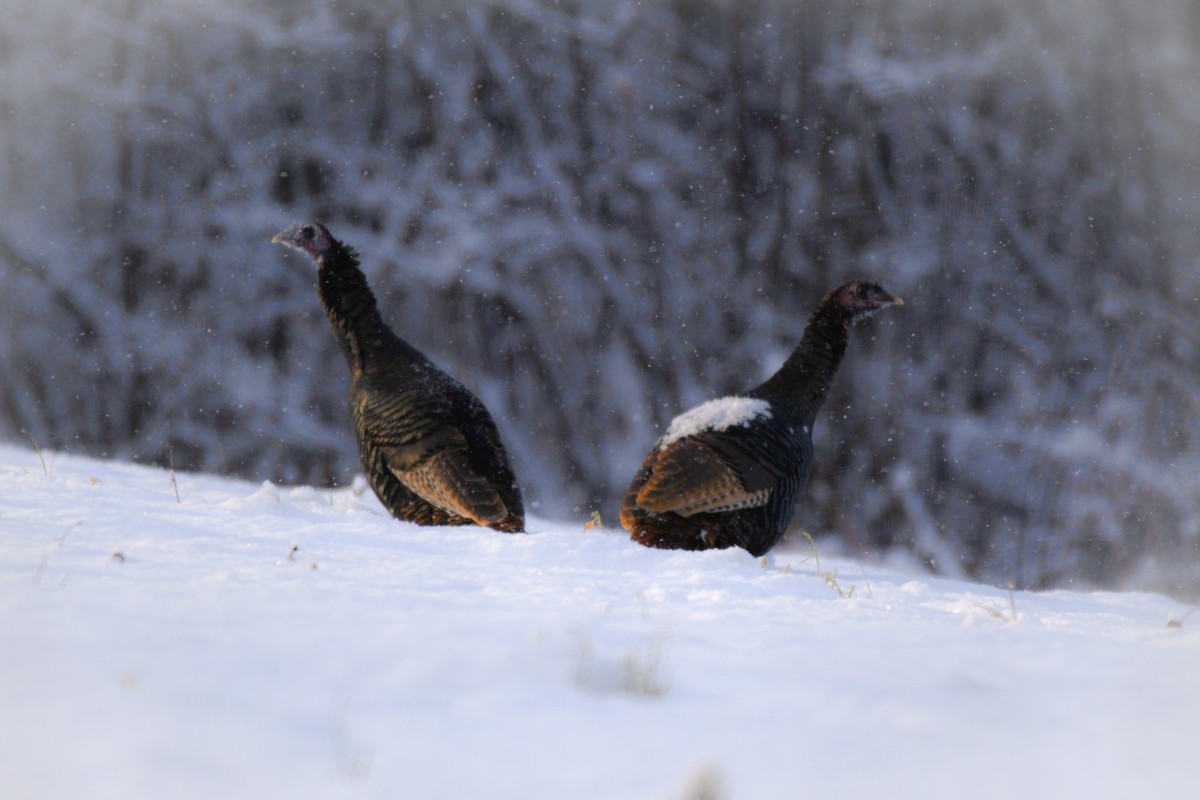 Wild Turkey - ML646264431