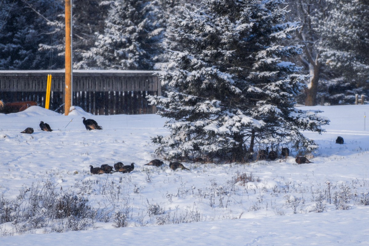 Wild Turkey - ML646264432