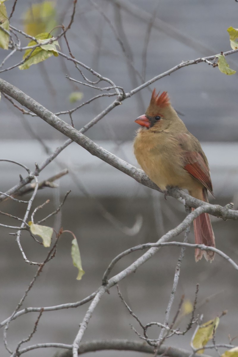 Northern Cardinal - ML646264435