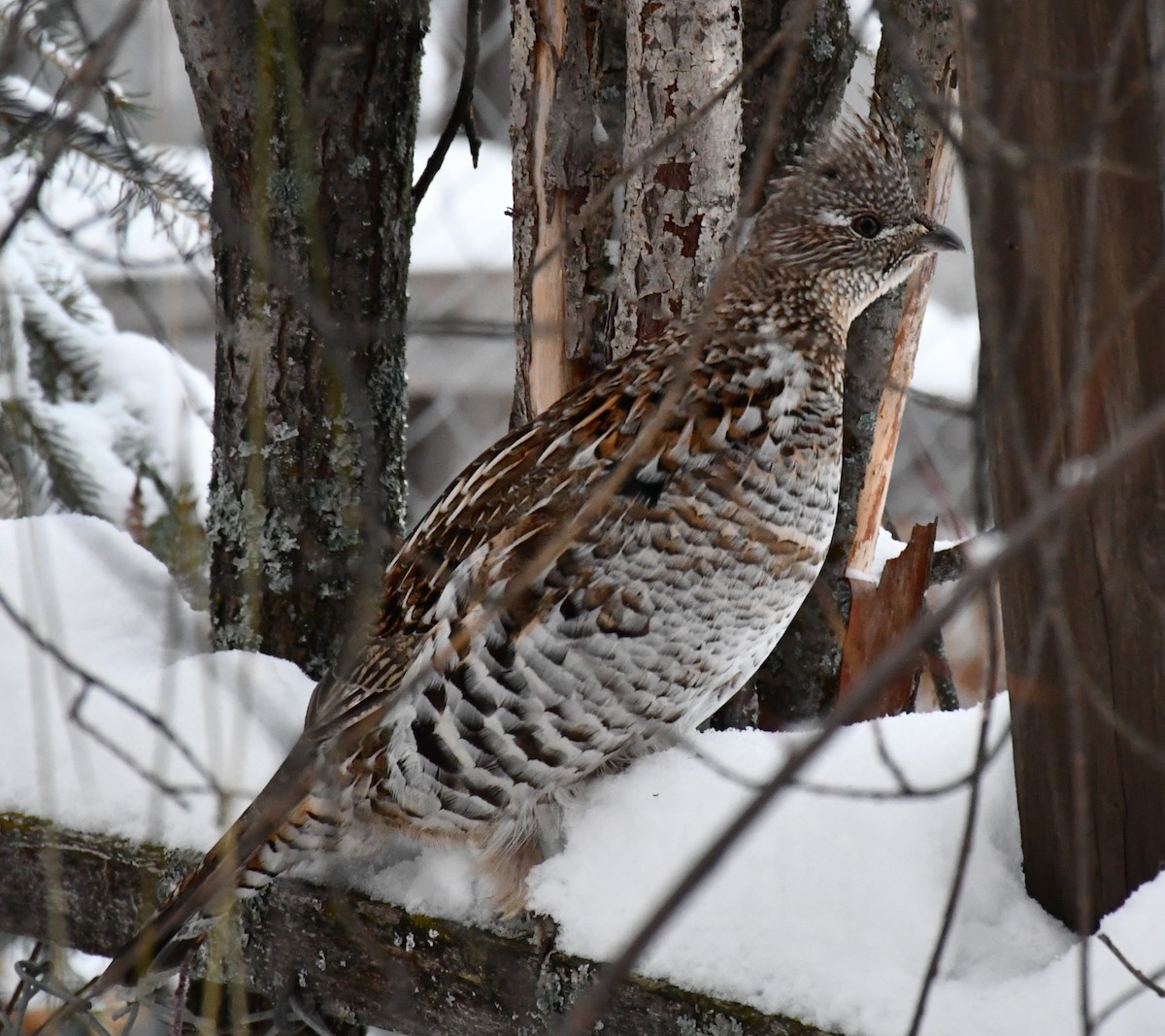 jeřábek kanadský - ML646264439