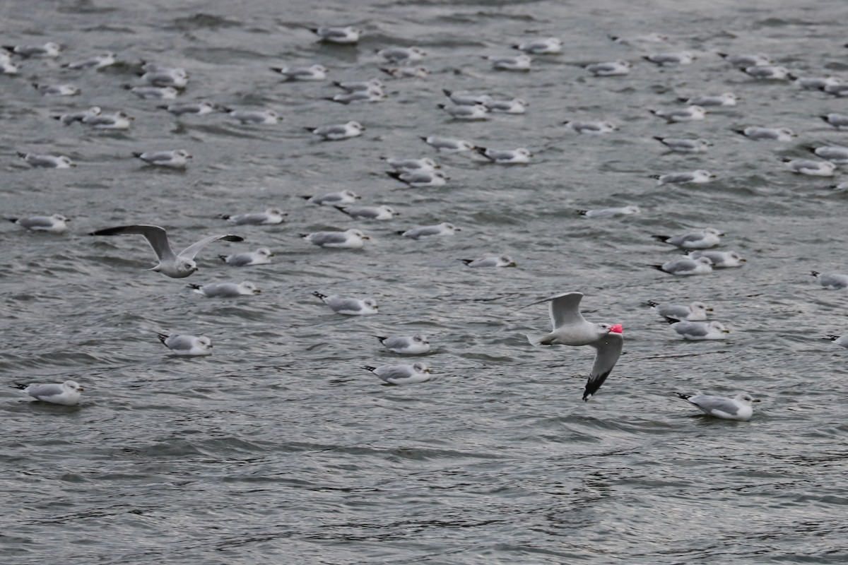 Мартин делаверський - ML646264440