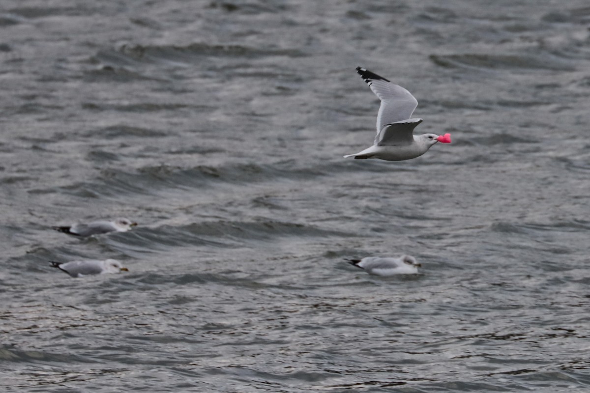 Мартин делаверський - ML646264441