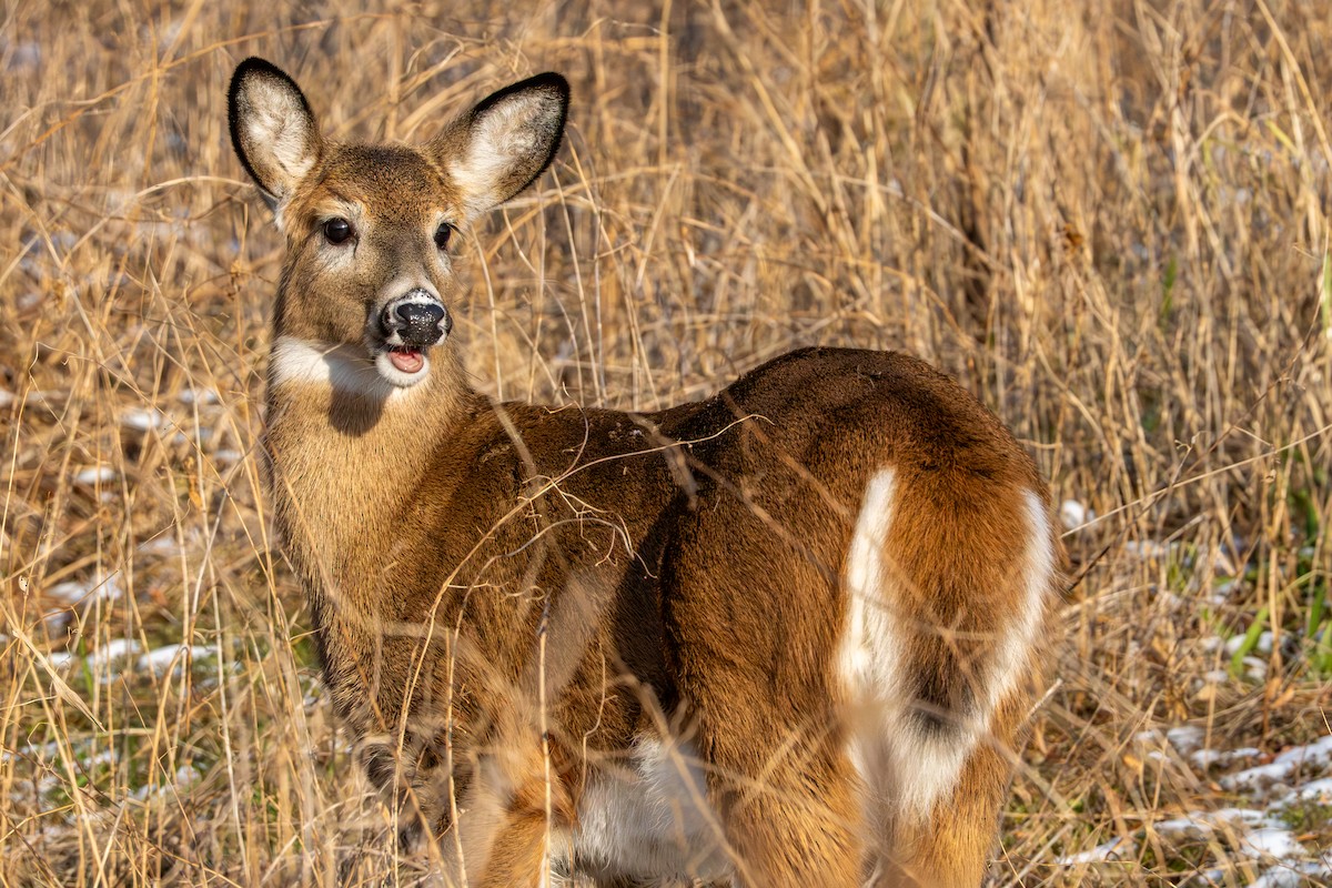 White-tailed Deer - ML646264444