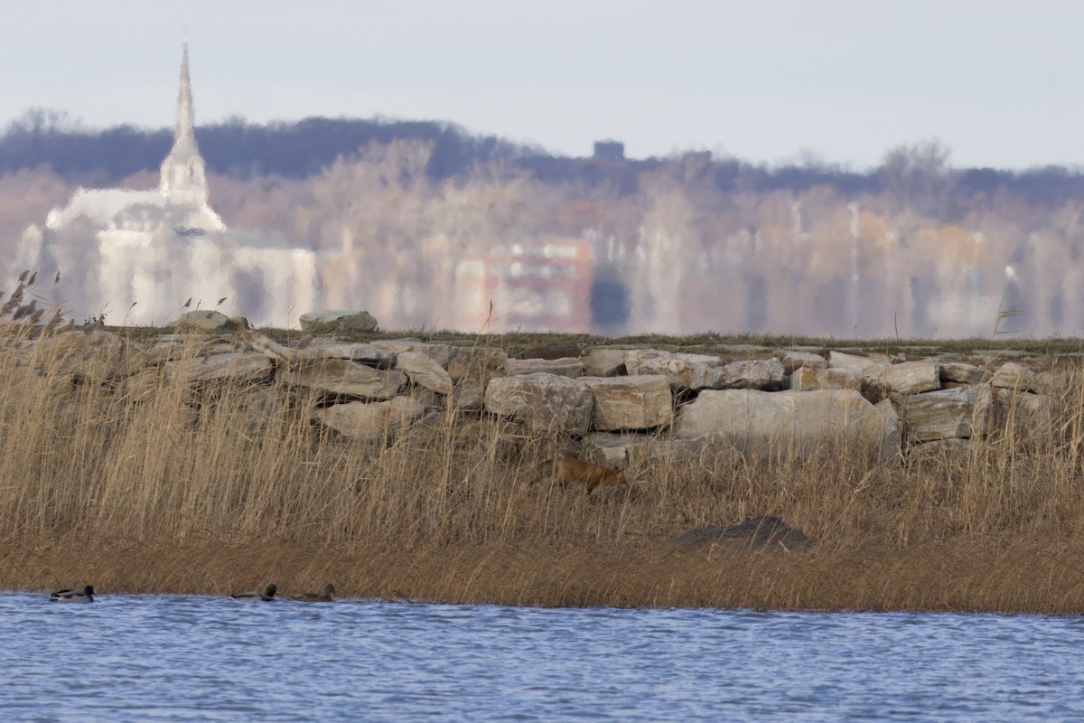 Eastern American Red Fox - ML646264448