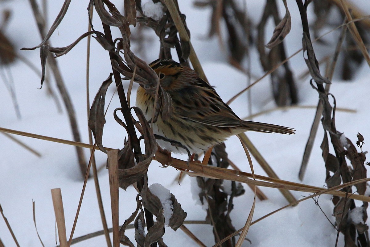 LeConte's Sparrow - ML646264466