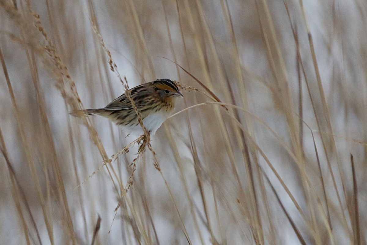LeConte's Sparrow - ML646264467