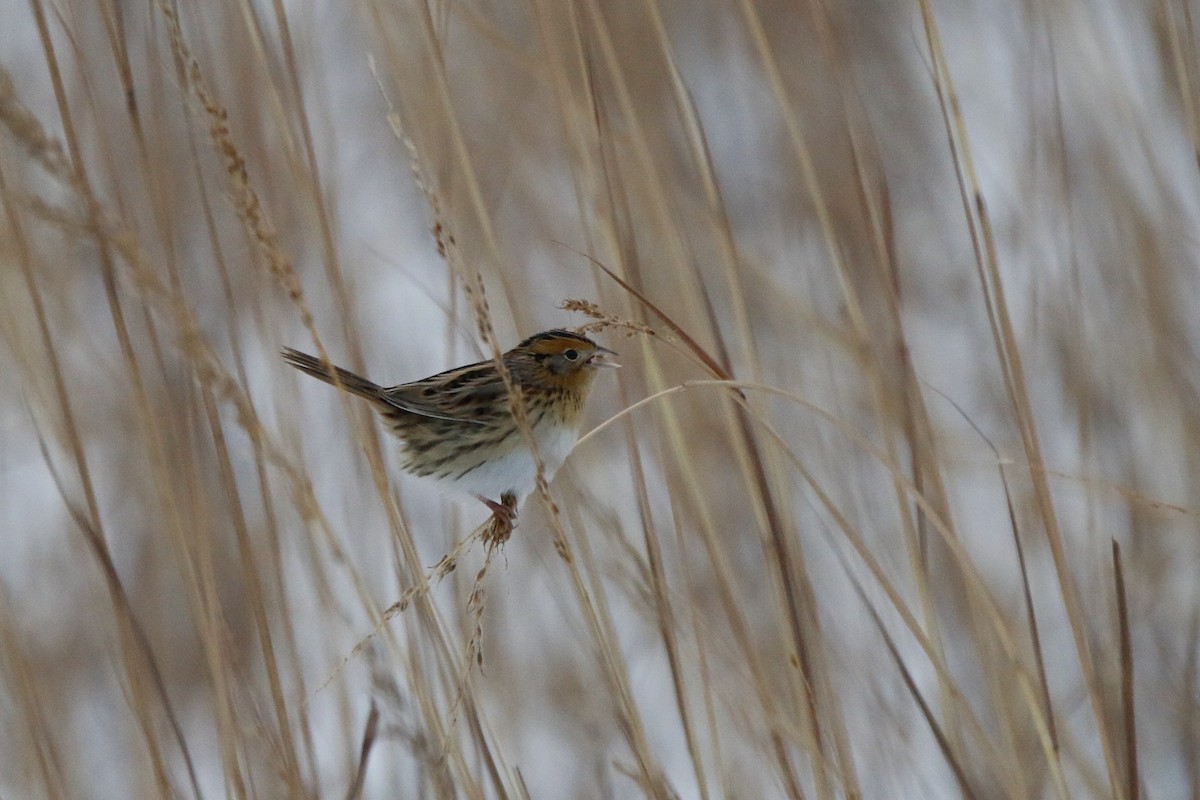 LeConte's Sparrow - ML646264468