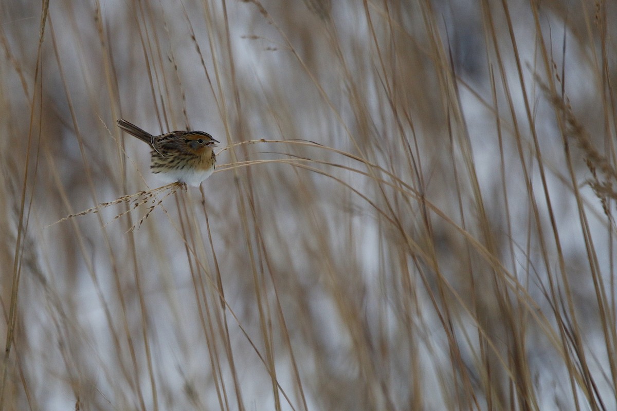LeConte's Sparrow - ML646264469