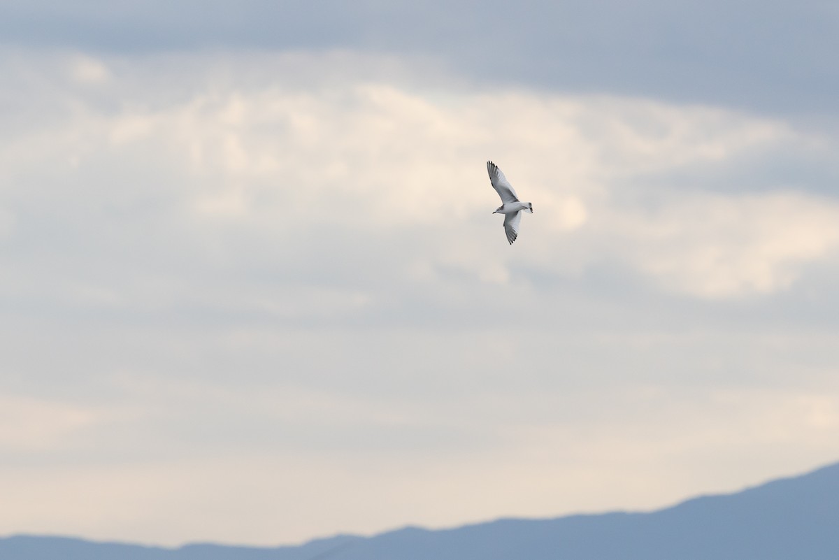 Sabine's Gull - ML646264470