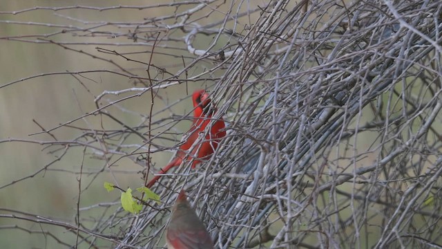 קרדינל צפוני - ML646264471