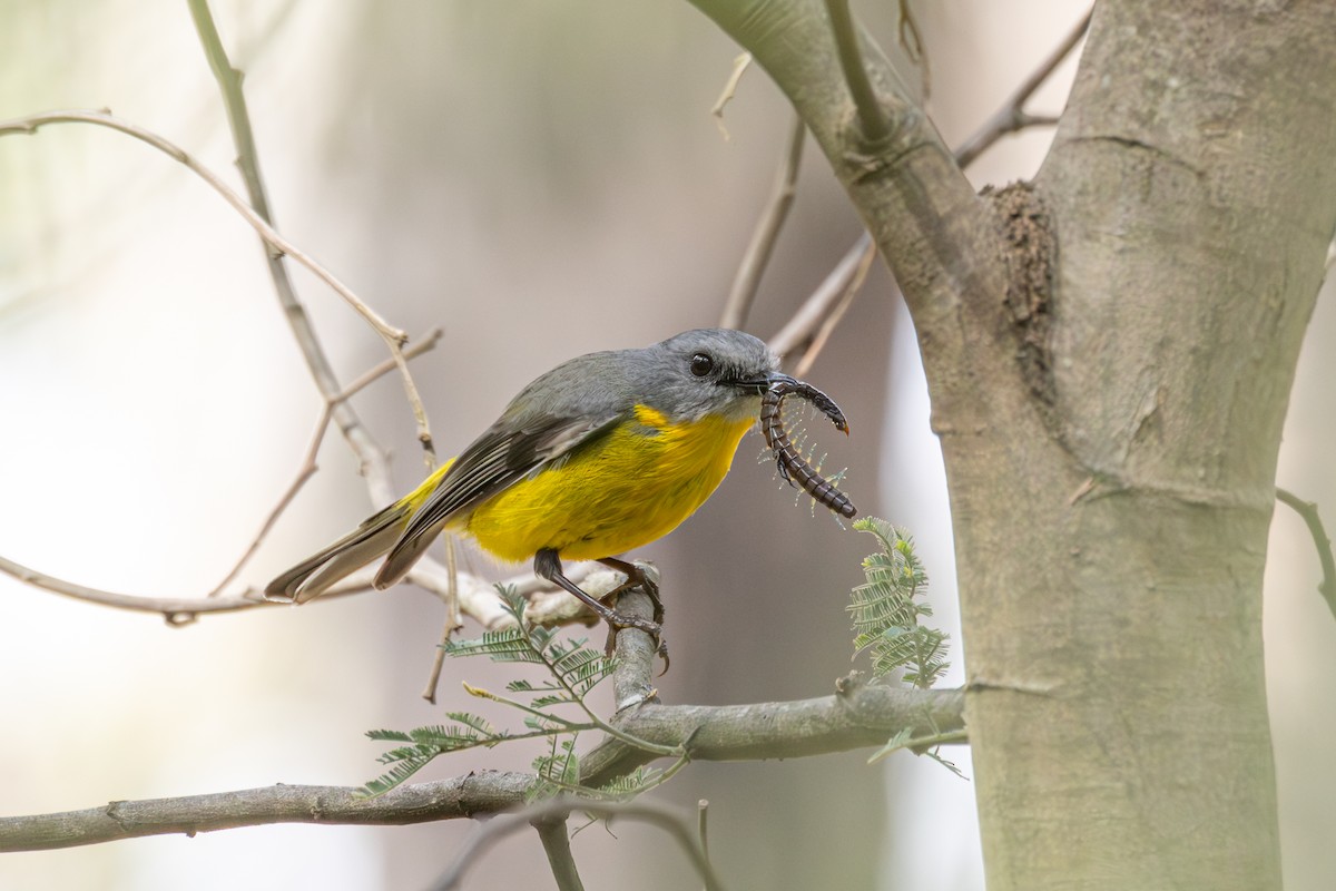 Eastern Yellow Robin - ML646264481