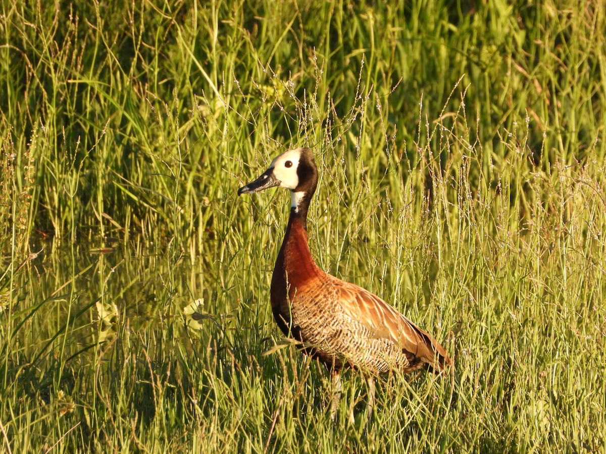 White-faced Whistling-Duck - ML646264482