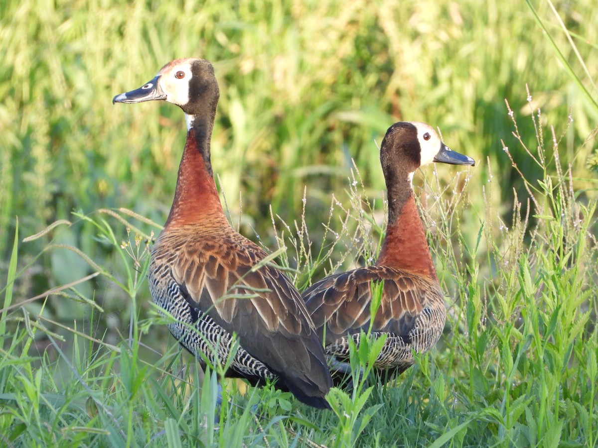 White-faced Whistling-Duck - ML646264483