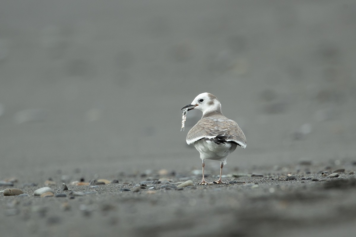 Sabine's Gull - ML646264484