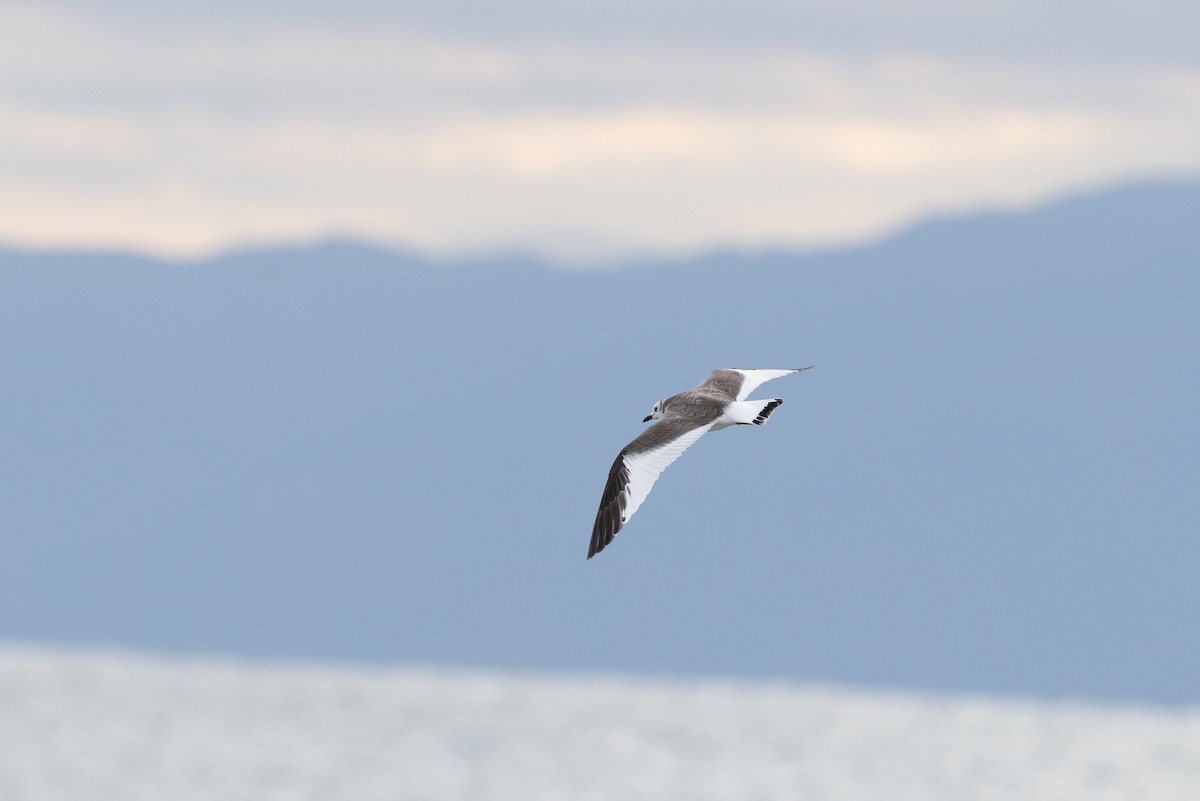 Sabine's Gull - ML646264488