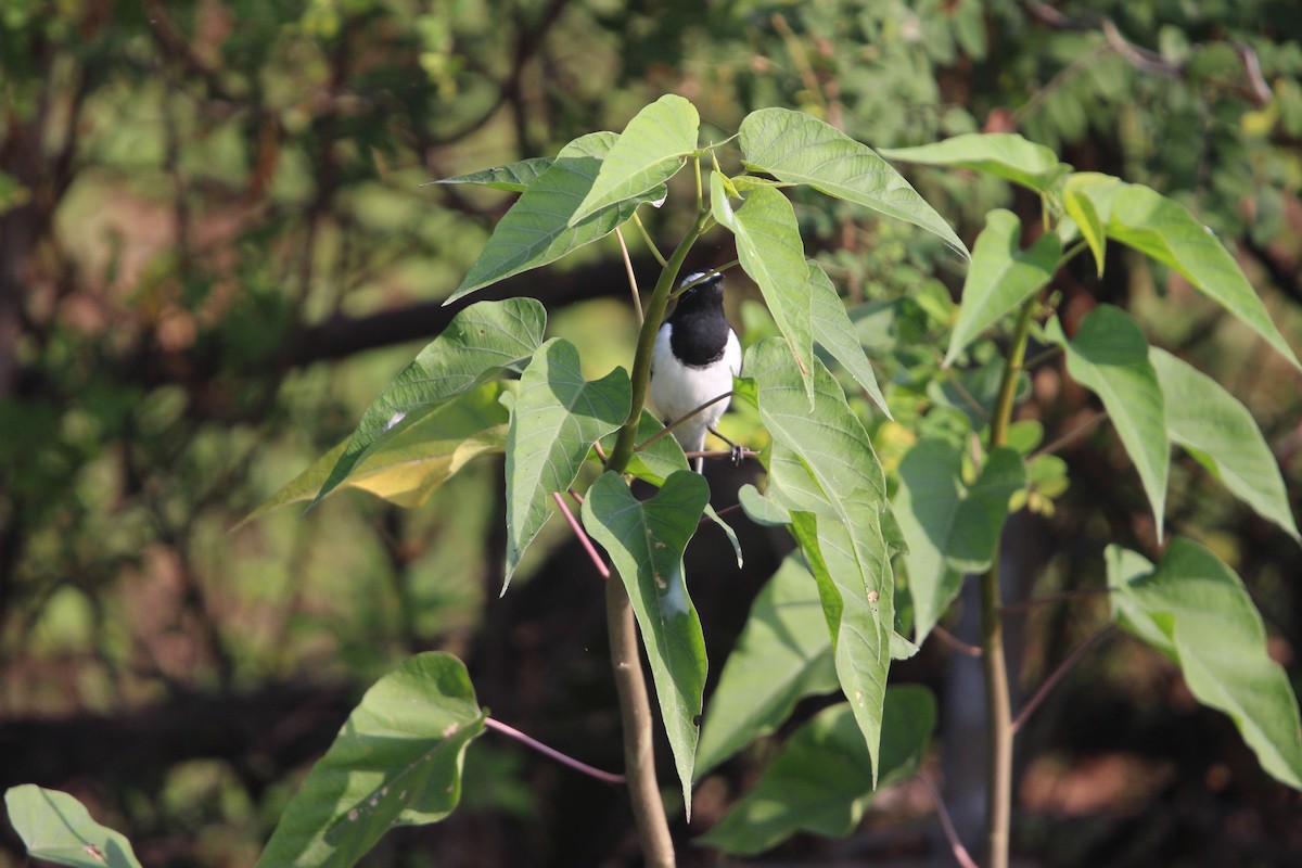 White-browed Wagtail - ML646264491