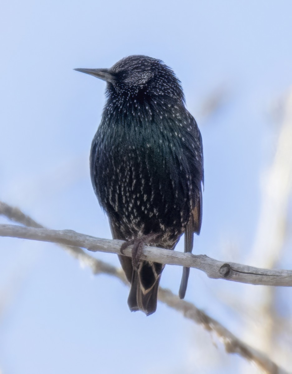European Starling - ML646264497