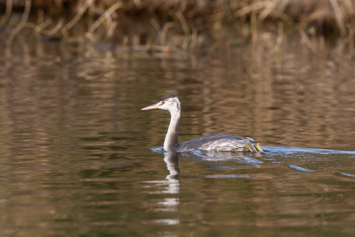 Great Crested Grebe - ML646264499