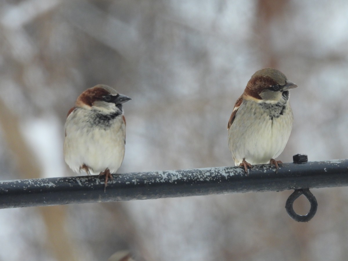 House Sparrow - ML646264500