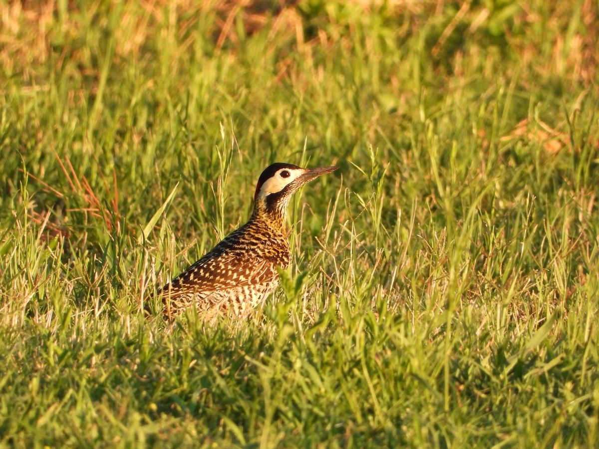 Grünbindenspecht - ML646264502