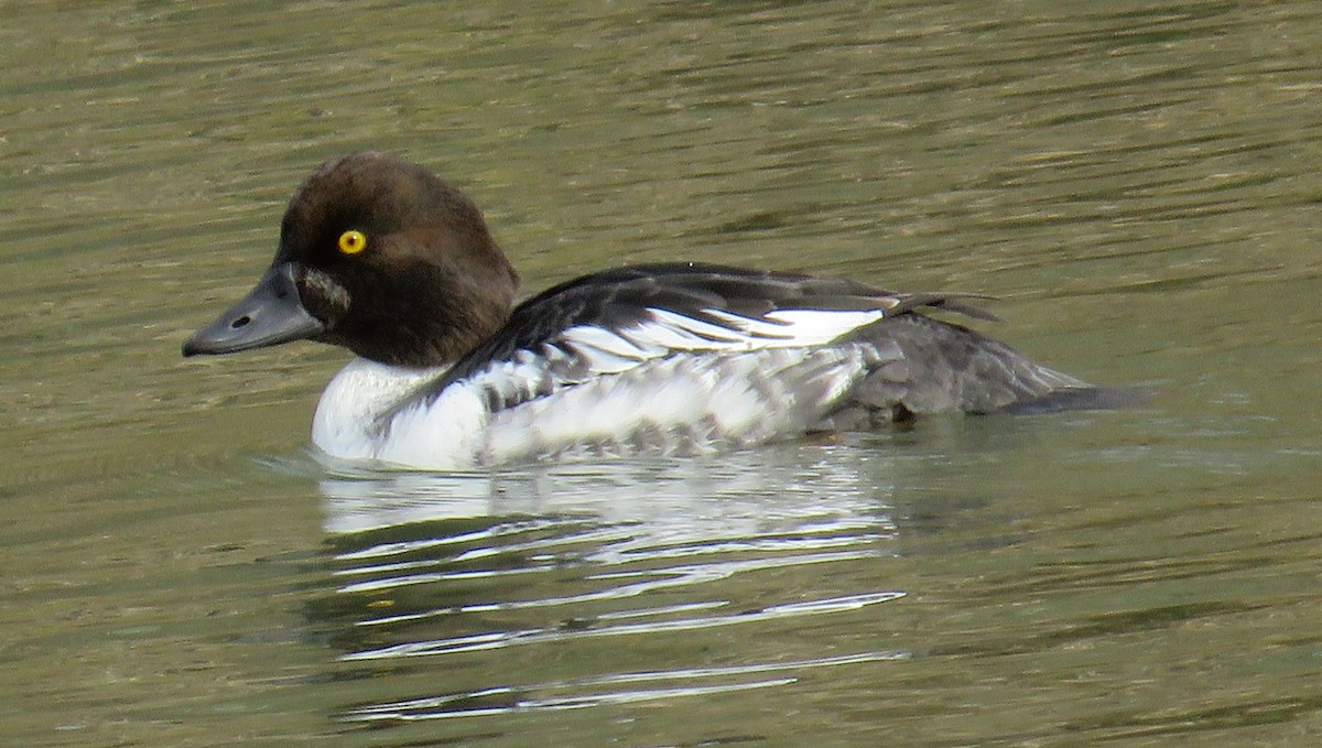 Common Goldeneye - ML646264503