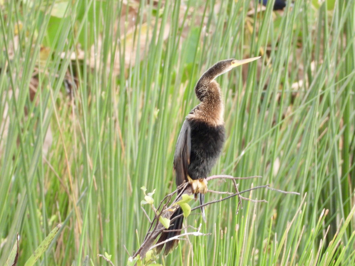 Anhinga - ML646264506