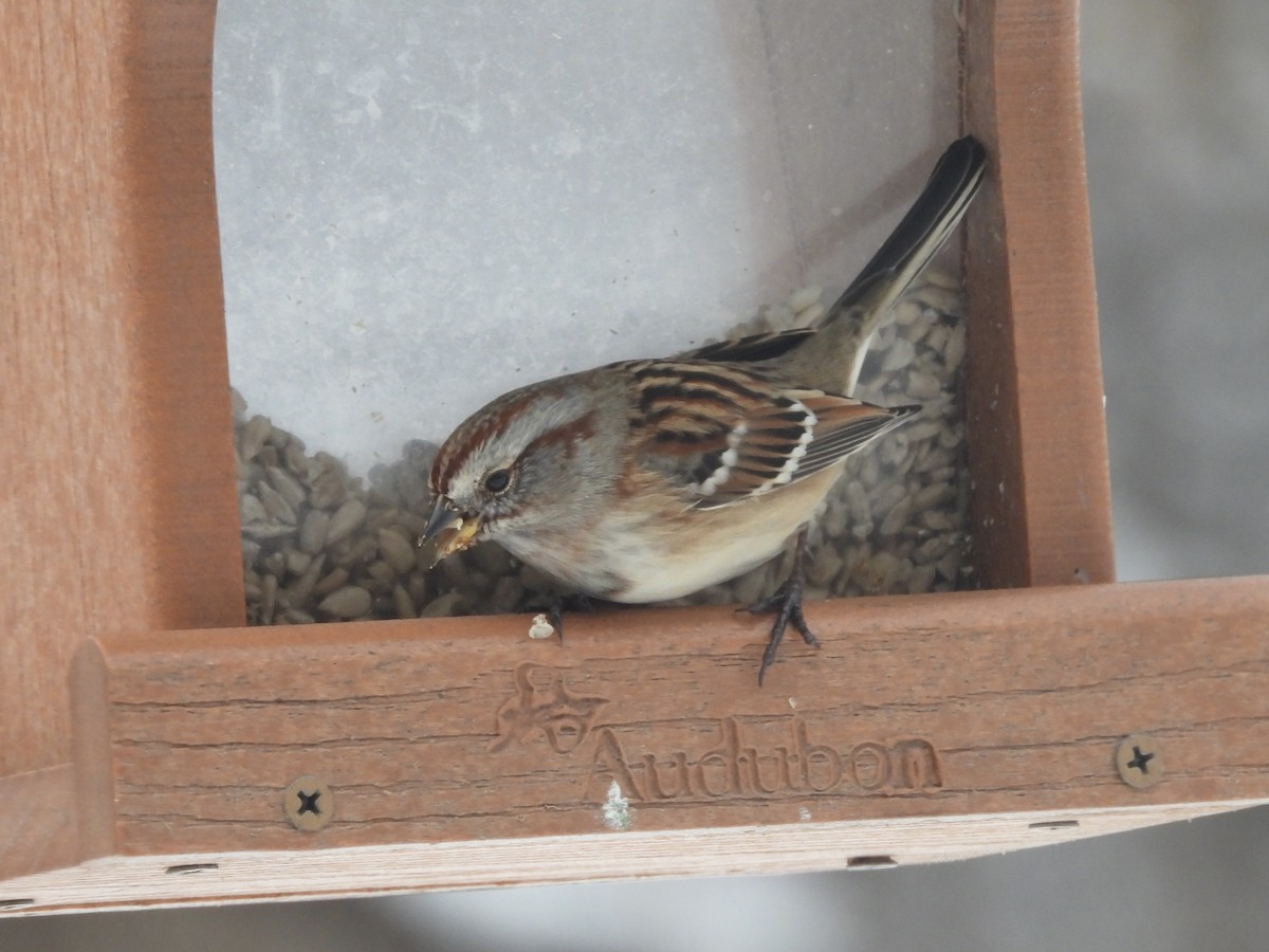 ムナフヒメドリ - ML646264507