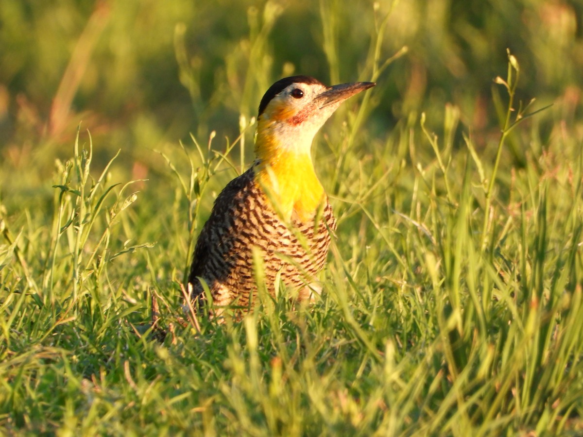 Campo Flicker - ML646264508