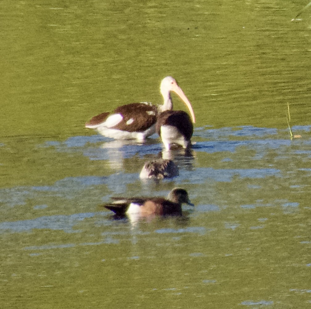 Ібіс білий - ML646264509