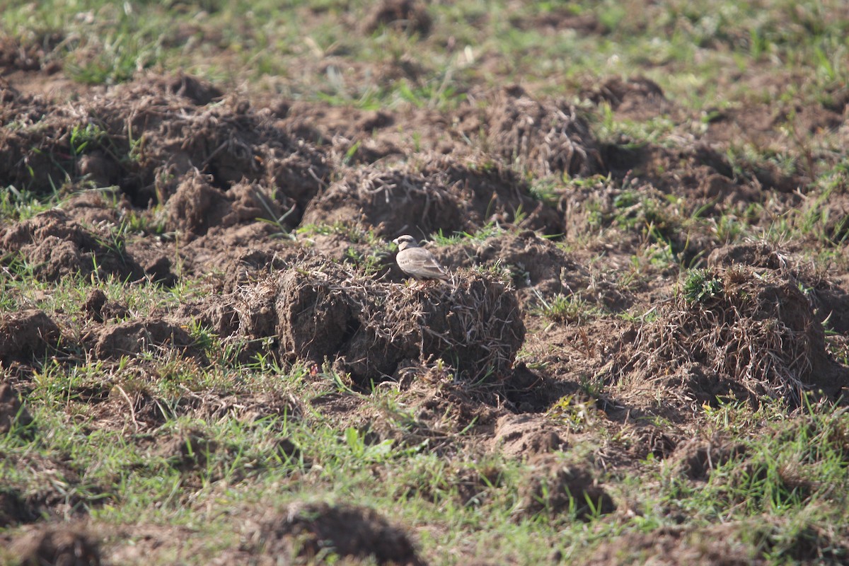Ashy-crowned Sparrow-Lark - ML646264510