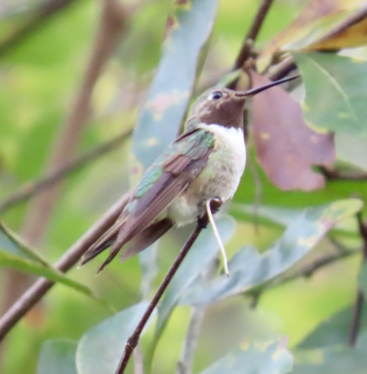 フトオハチドリ - ML646264511