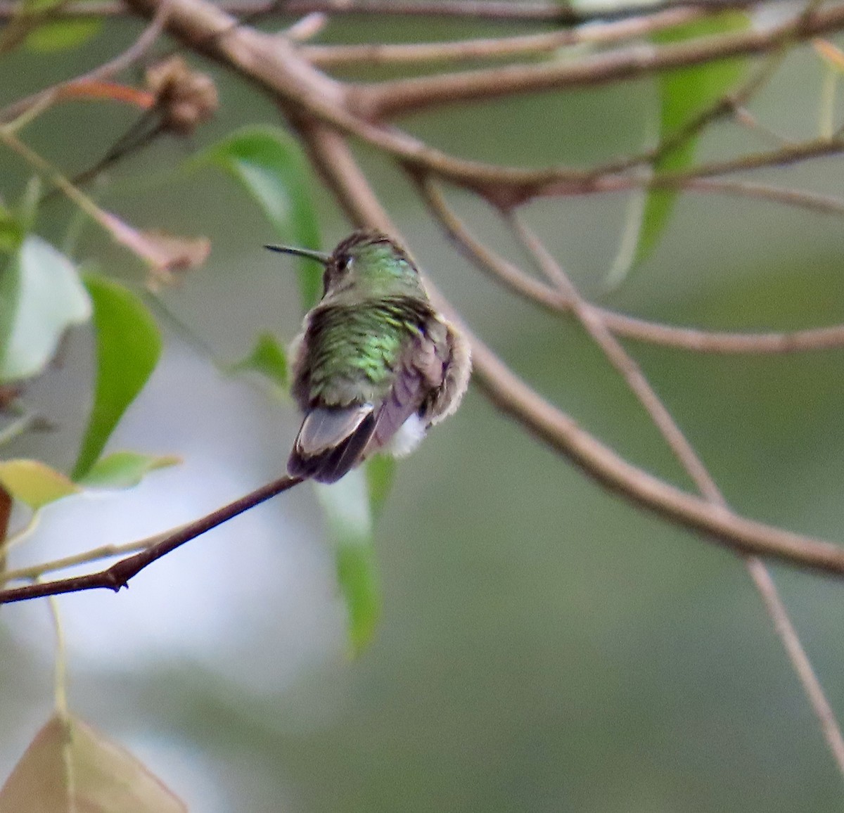 フトオハチドリ - ML646264512