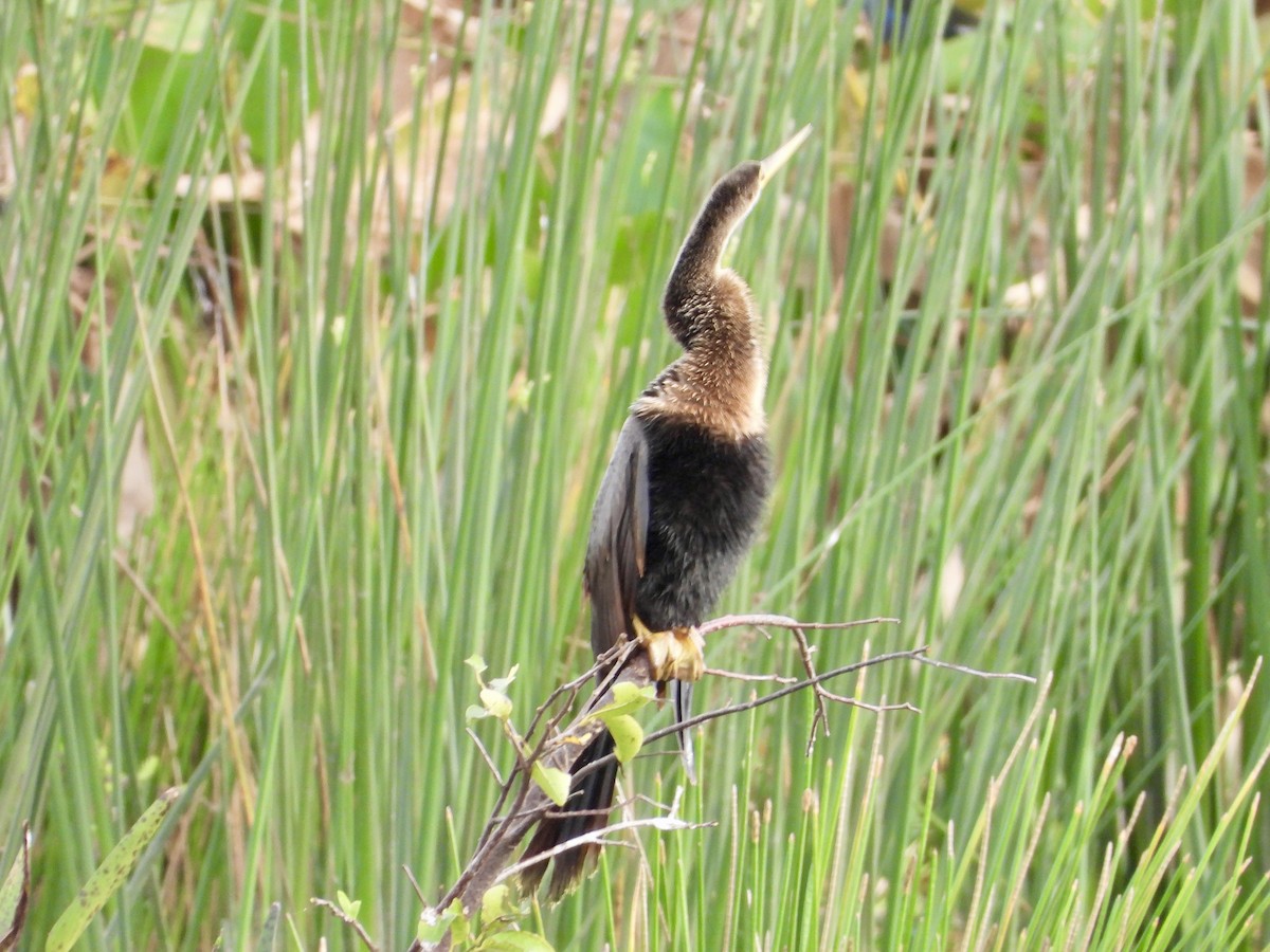 Anhinga - ML646264513