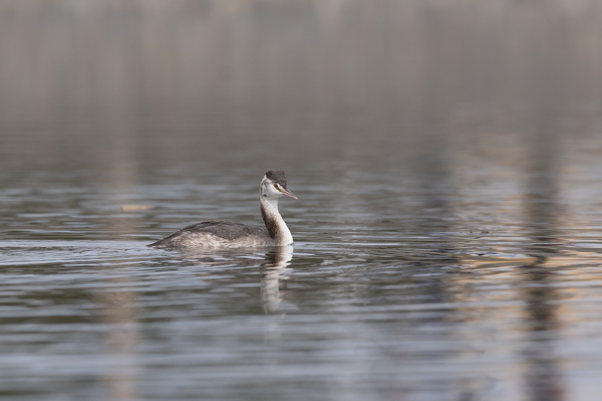 Great Crested Grebe - ML646264516