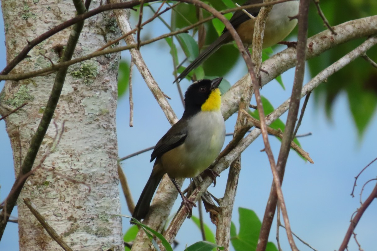 White-naped Brushfinch - ML646264517