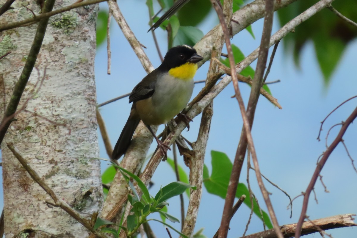 White-naped Brushfinch - ML646264518