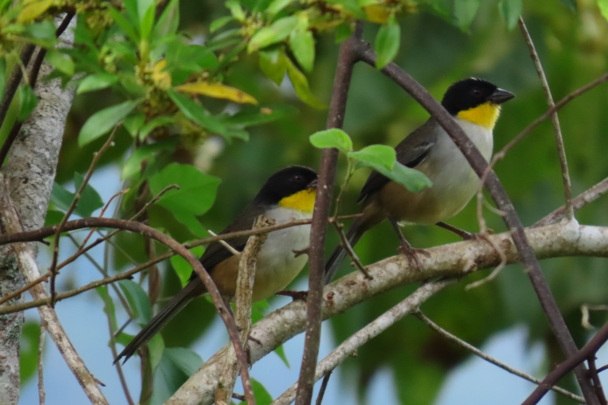 White-naped Brushfinch - ML646264519