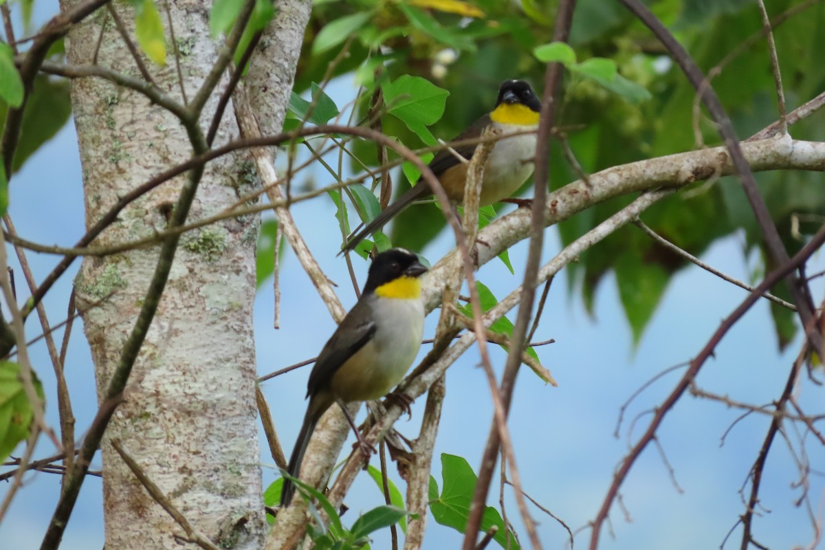 White-naped Brushfinch - ML646264520