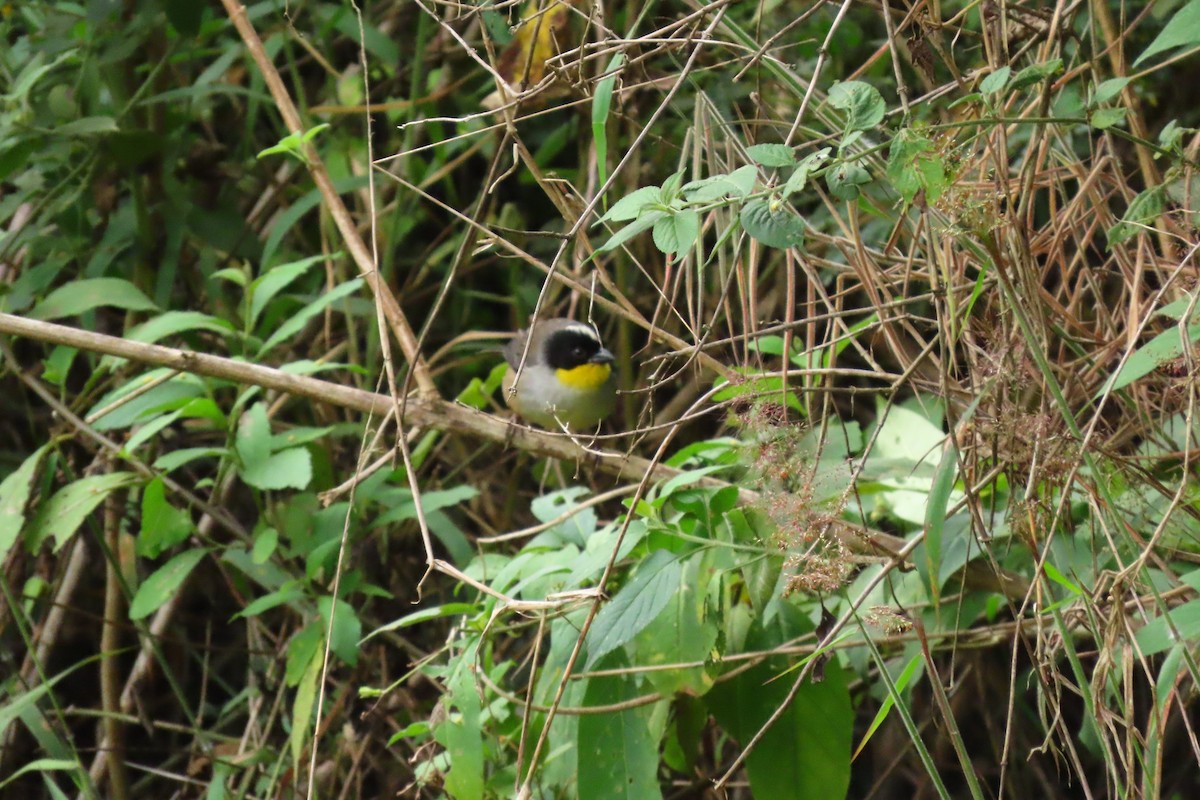 White-naped Brushfinch - ML646264521