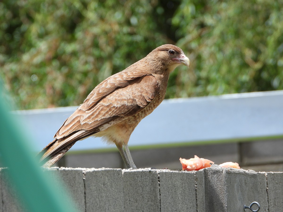 Chimango Caracara - ML646264522