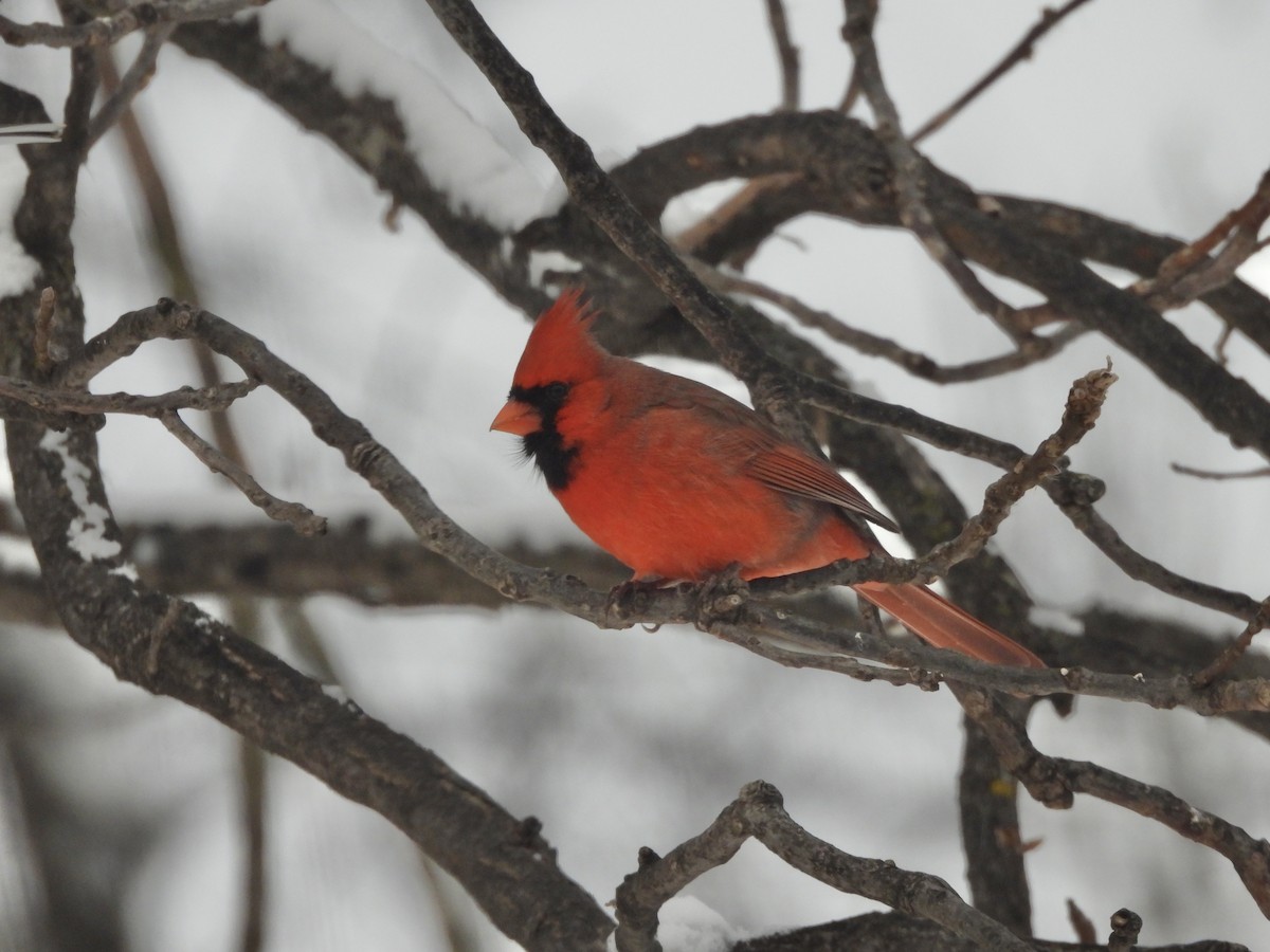 Northern Cardinal - ML646264523