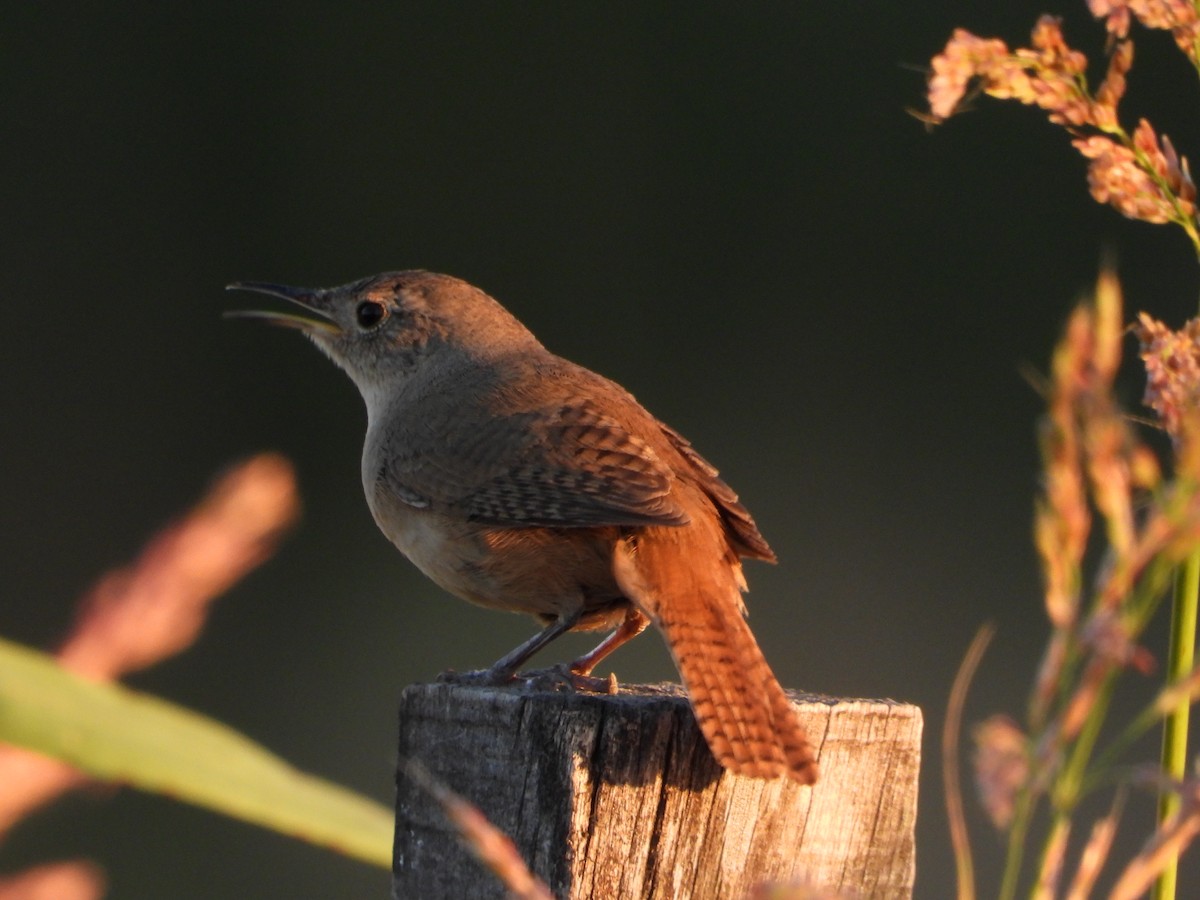 Southern House Wren - ML646264526