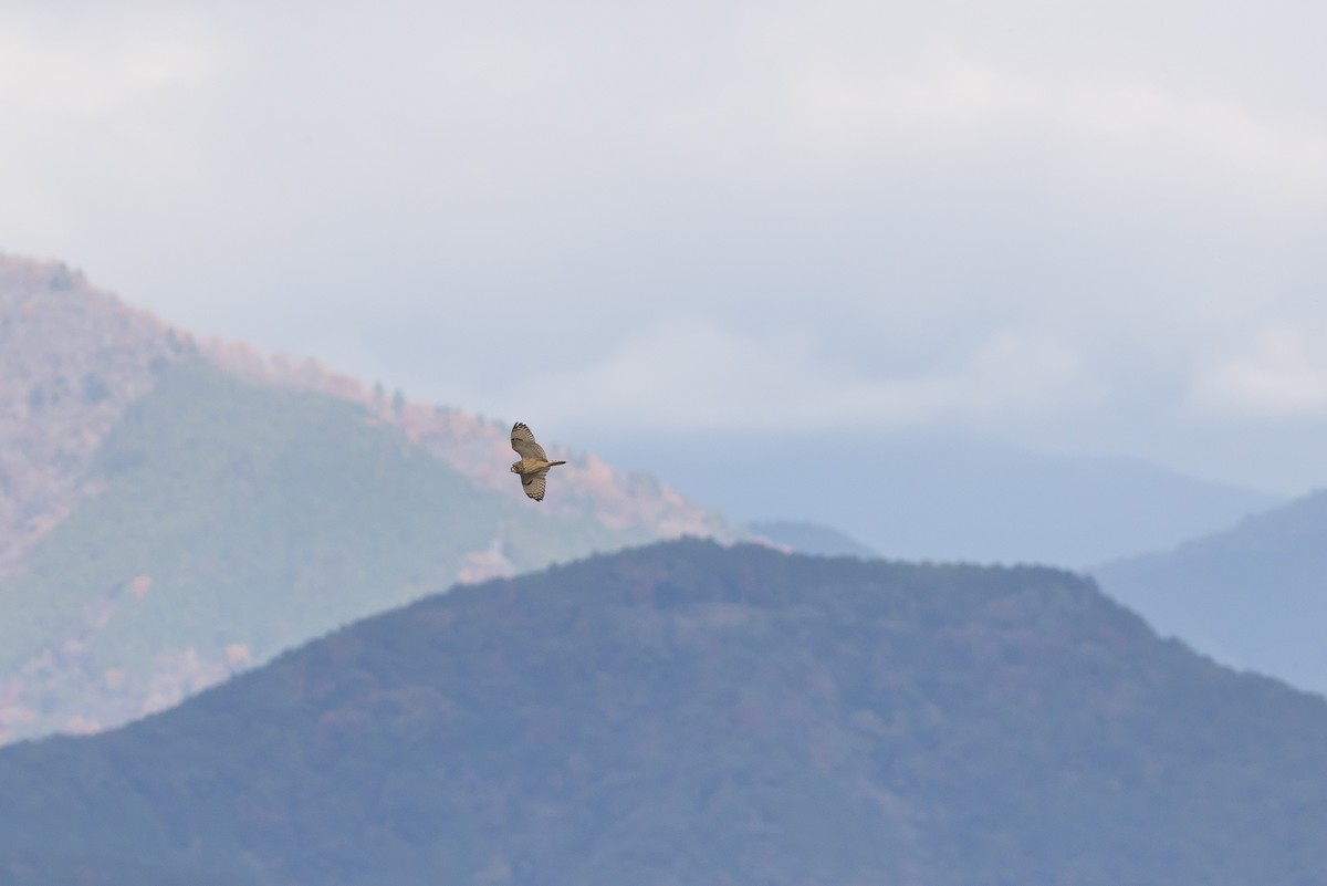 Short-eared Owl (Northern) - ML646264528