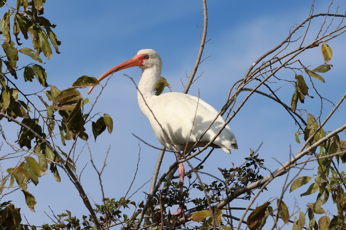 White Ibis - ML646264529