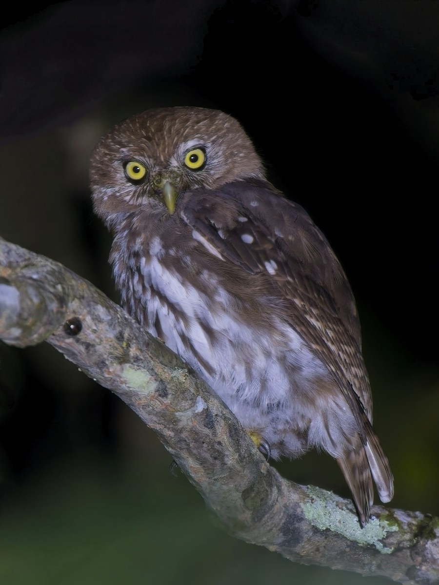Ferruginous Pygmy-Owl - ML646264531
