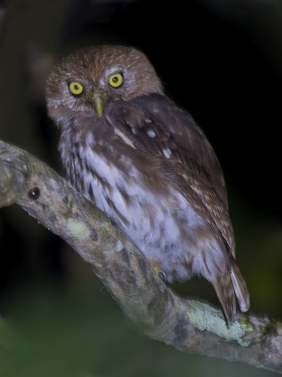 Ferruginous Pygmy-Owl - ML646264532