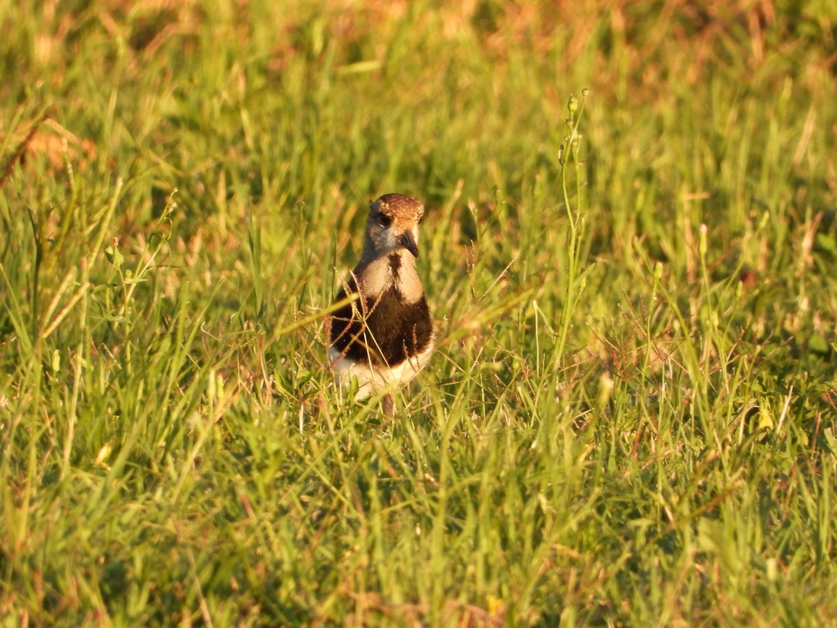 Southern Lapwing - ML646264535
