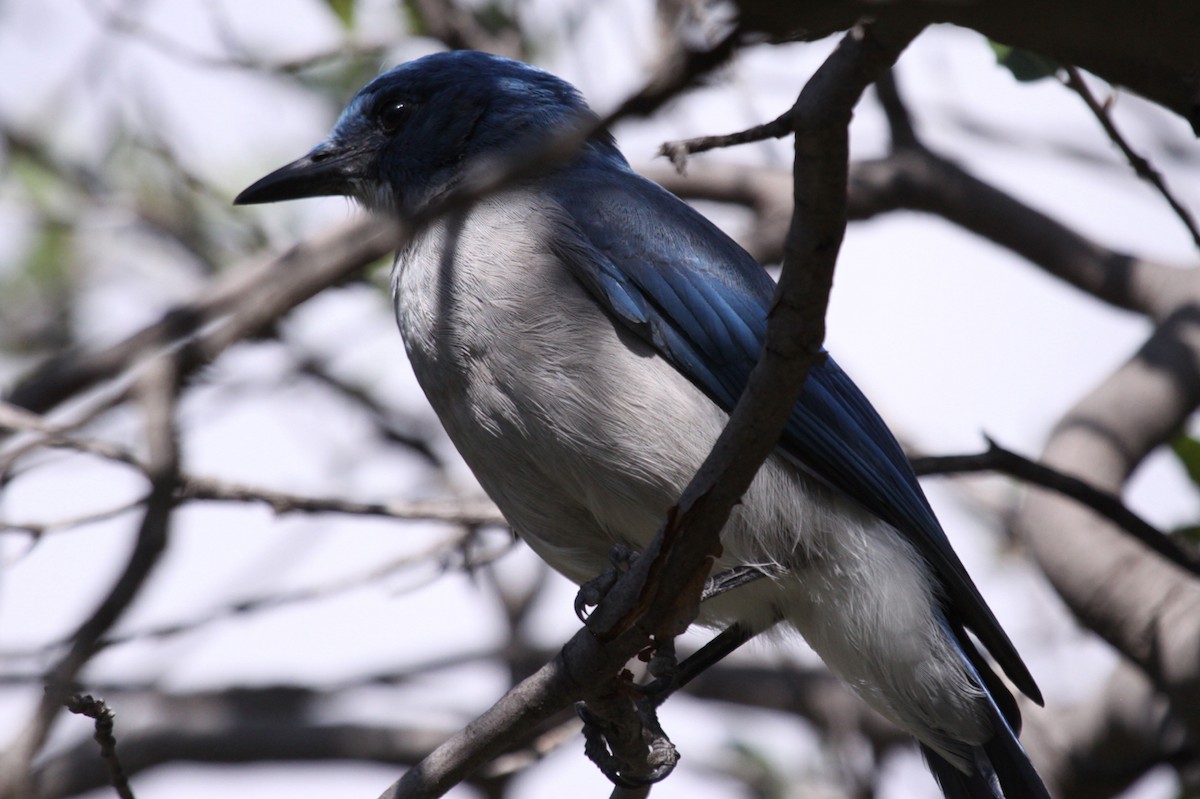 Mexican Jay - ML646264536